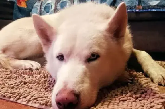 Найденные животные Псков, фото: Лайка найдена в Подборовье-1, Р-23