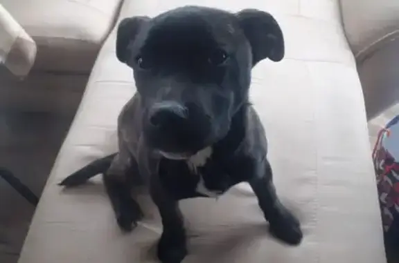 Найдена собака, Волгоград, фото: Найдена собака, Большая Садовая, Ростов-на-Дону