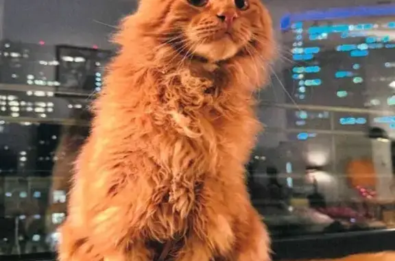 Пропала кошка, Арбат 23 с1, Москва