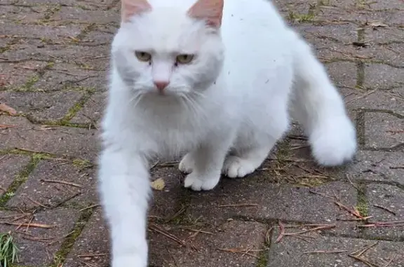 Найдена кошка, Всеволожск, фото: Белая кошка найдена на пр. Тургенева, Всеволожск