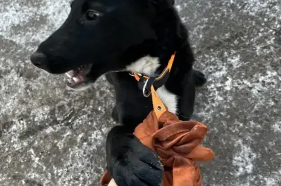 Найдена собака, Вологда, фото: Найдена собака, Ярославская ул, 18А, Вологда