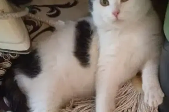 Пропала кошка, Курганинск, Краснодарский край