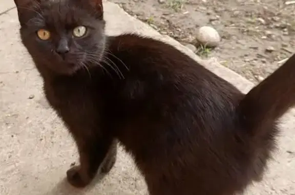 Пропала кошка, Курганинск, Краснодарский край