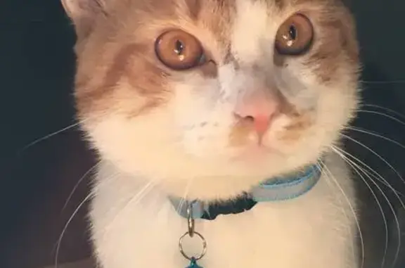 Пропала кошка, ул. Ленина, 95А