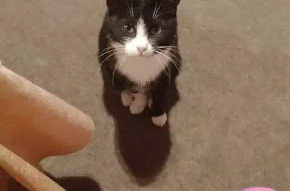 Пропала кошка, Златоустинская 11Б, Яр.