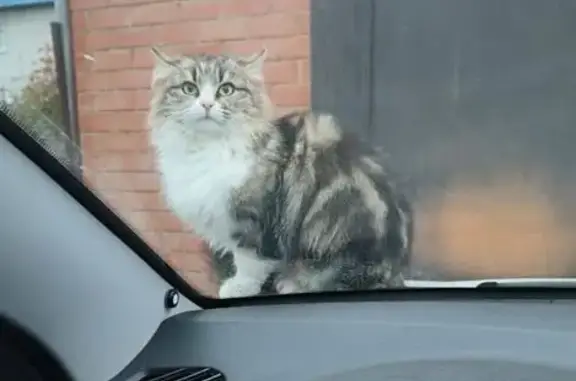 Пропала кошка, Курганинск, Краснодарский край