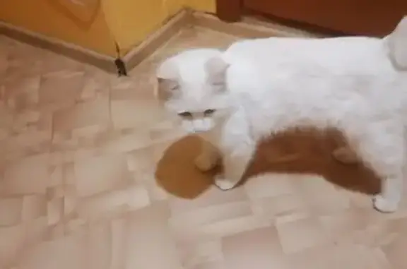 Найдена кошка, Оренбург, фото: Кот найден: ул. Конституции СССР, 12, Оренбург