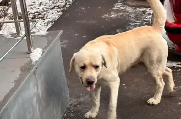 Найдена собака, Москва, фото: Лабрадор найден: Челюскинская 12 к1, Москва