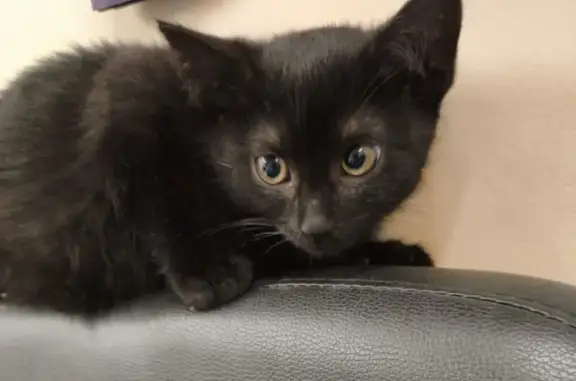 Пропал котёнок, 2-я Заводская 20, Красково