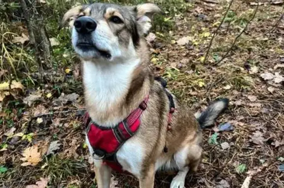 Пропала собака, Смоленск, помогите найти!
