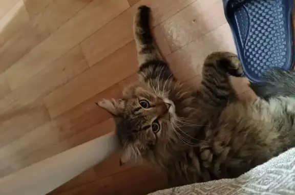 Найденные животные Красноармейск, фото: Кошка найдена: ул. Пушкина, 16, Красноармейск