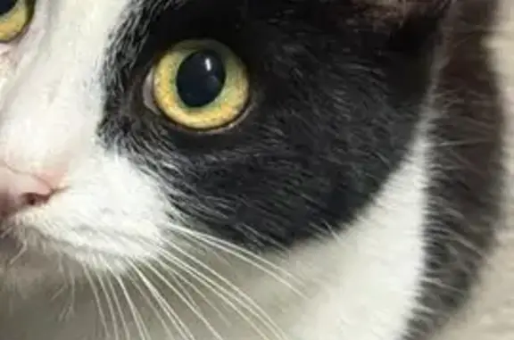 Пропала кошка, Ст. Холмская, пер. Народный 1