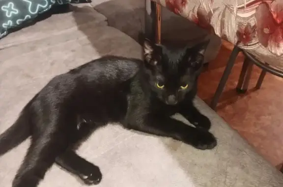 Пропала кошка, Железнодорожная 32, Суходол