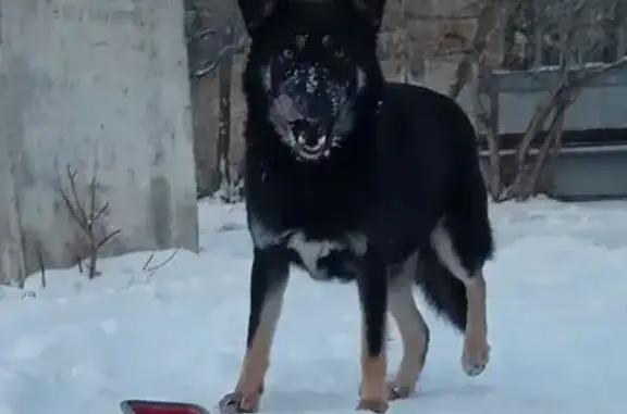 Найдена собака, Копейск, фото: Замечена собака на пр. Коммунистическом, 5