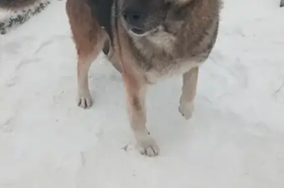Найдена собака, Копейск, фото: Найдена собака, Копейск, пр. Коммунистический