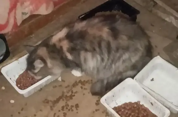 Найденные животные Чебоксары, фото: Кошка найдена на проспекте Ленина, 34А