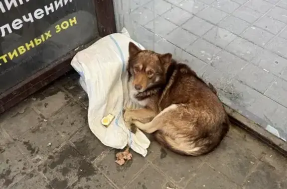 Найдена собака, Ростов-на-Дону, фото: Найдена собака, пл. 2-й Пятилетки, Ростов-на-Дону