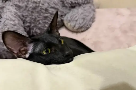 Потерянные животные Рязань, фото: Пропала кошка, Старообрядческий пр., 9