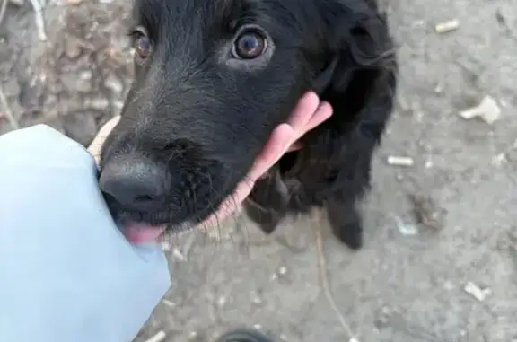 Найдена собака, Волгоград, фото: Собака найдена: Пролетарская ул, 24, Волгоград
