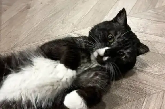 Кот найден на трассе Кемерово-Юрга - photo