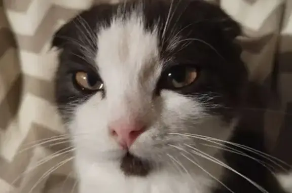 Пропала кошка, пер. Бусыгина, 36, Шахты