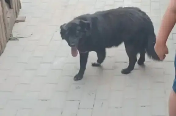 Пропала собака в Томске, Томская область