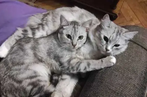 Пропала кошка, ул. Ленина, 6, Туапсе