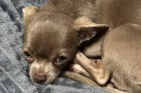 Пропала собака, ул. Дзержинского, Солнечногорск