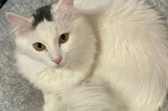 Пропала кошка, ул. Рихарда Зорге, 26/2