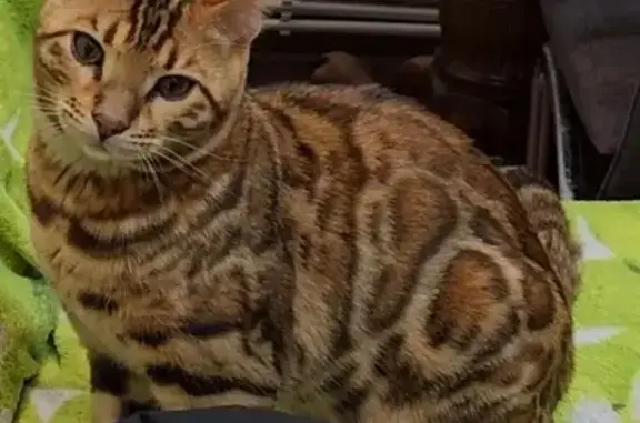 Пропала бенгальская кошка, Донецк, 8 Марта 4А