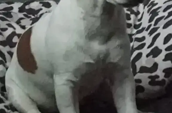 Пропала собака, Быковское шоссе, 33