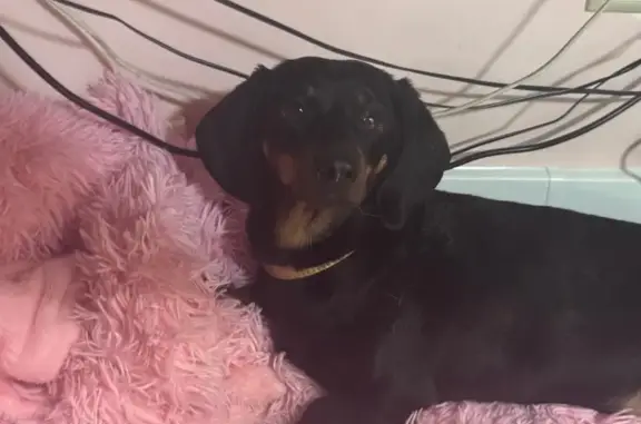 Найдена собака, Химки, фото: Собака найдена: Ленинградское ш., Химки