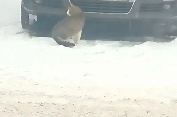 Найдена кошка, Мурино, фото: Найдена кошка, Мурино