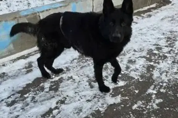 Найдена собака, Москва, фото: Найдена овчарка, Изюмская улица, Москва