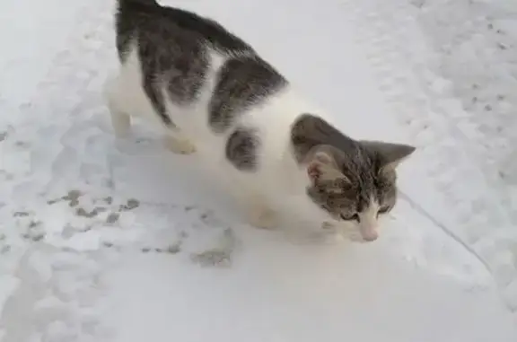 Объявления о пропавших и найденных животных, Комлево, фото: Котёнок найден: ул. Пригородная, 2