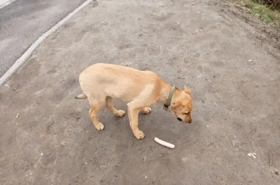 Найдена собака, Луговое, фото: Щенок найден у магазина в Луговом