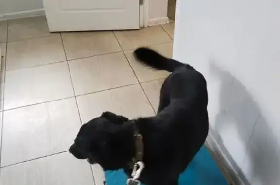 Собаки потеряшки, Донецк, фото: Потеряшка собака, ул. Курчатова, 13, Донецк