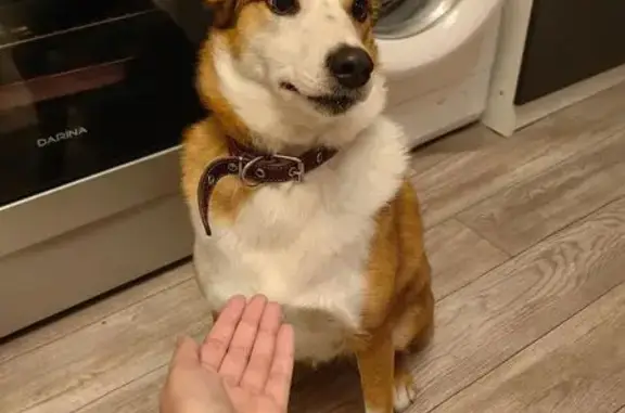 Найдена собака, Комсомольск-на-Амуре, фото: Собака найдена: Комсомольск-на-Амуре