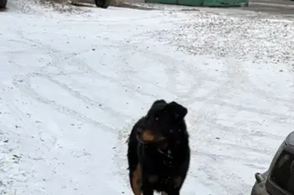 Объявления о пропавших и найденных животных, деревня Совьяки, фото: Собака найдена в деревне Совьяки