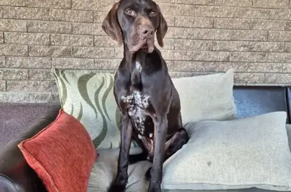 Найдена собака, Майкоп, фото: Найдена собака на Железнодорожной улице