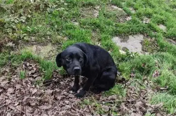 Объявления о пропавших и найденных животных, Батайск, фото: Найдена собака, ул. Горького 582Д, Батайск