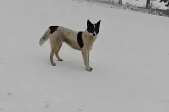 Найдена собака в Красноозёрном 41К-017