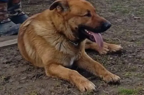 Пропала собака, Рязанская обл.