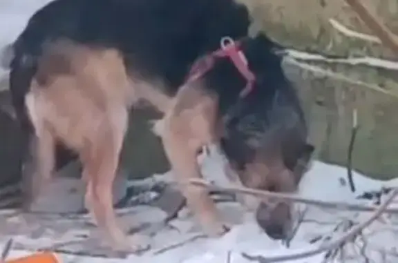 Найдена собака, Москва, фото: Найдена овчарка в шлейке, Москва