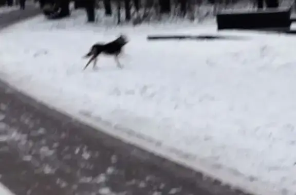Найдена собака, Москва, фото: Собака найдена в парке Покровское-Стрешнево