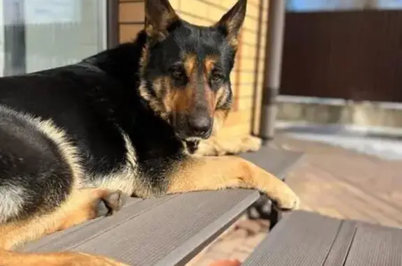 Пропала собака, Тула, Тульская область