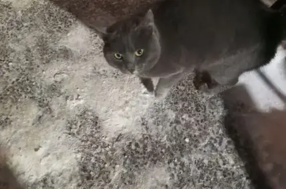 Найдена кошка, Тюмень, фото: Найдена кошка, ул. Мелиораторов 48, Тюмень