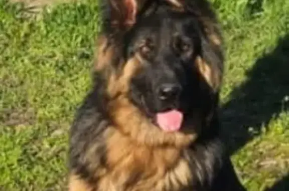 Пропала собака, Линейная ул., Невинномысск