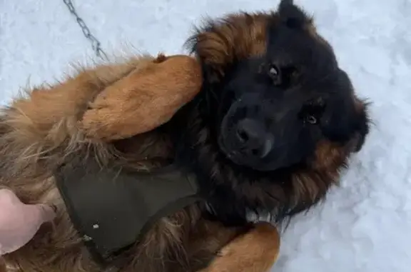 Собаки потеряшки, Калуга, фото: Потеряшка собака, Зерновая ул. 26, Калуга