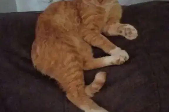 Пропала кошка, Гражданская 38, Кувшиново